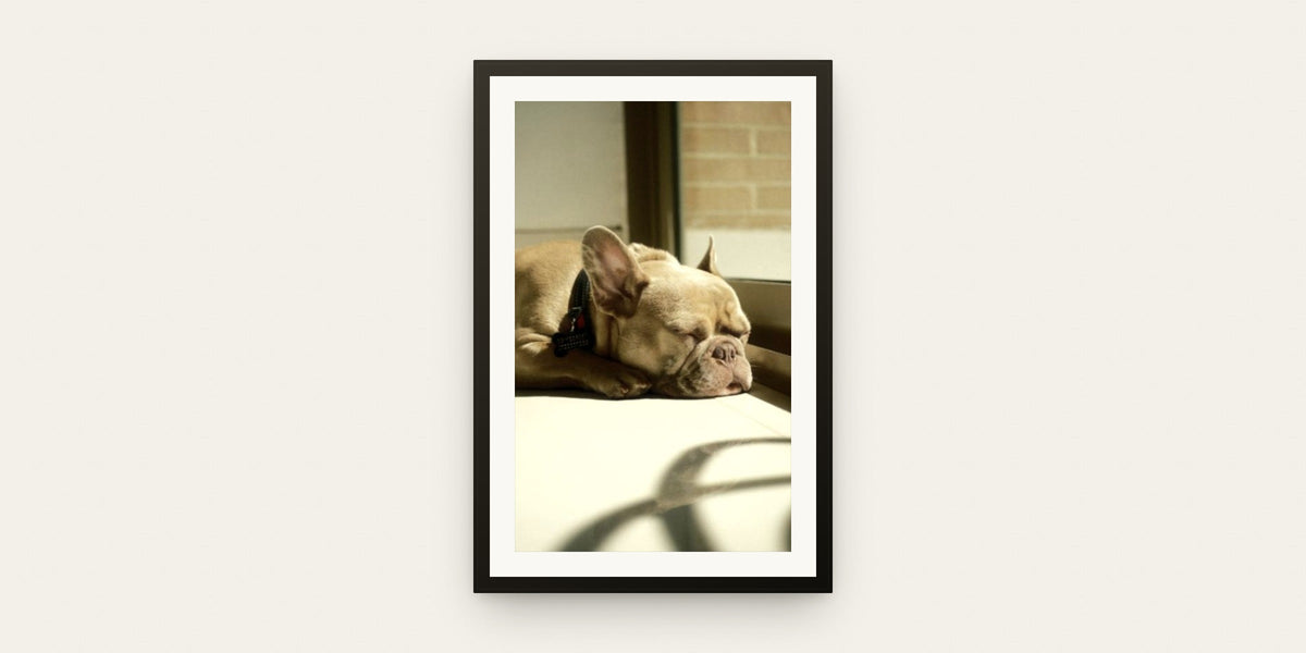 Framed portrait of a dog resting peacefully, a gift idea to remember a beloved companion.