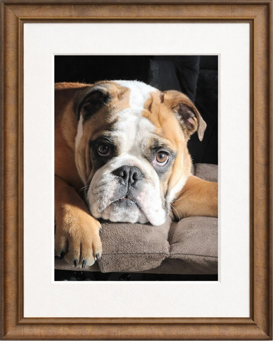 Custom dog portrait in light olive wood frame with archival off-white mat