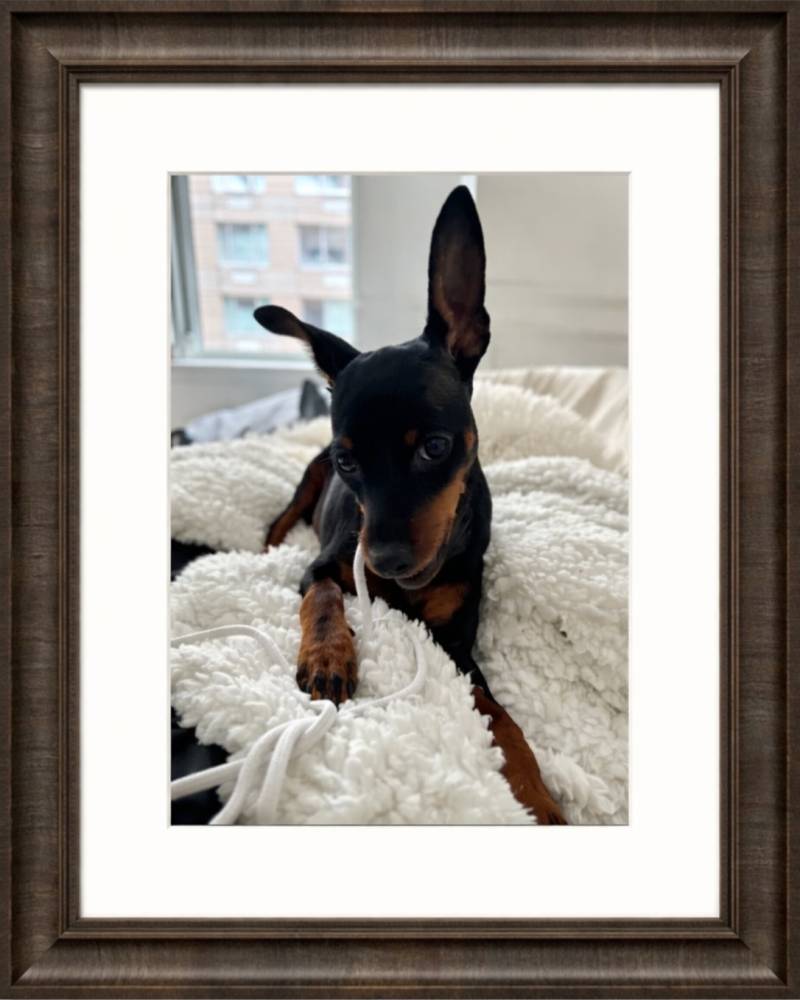 Gallery – Framed Dog Portrait