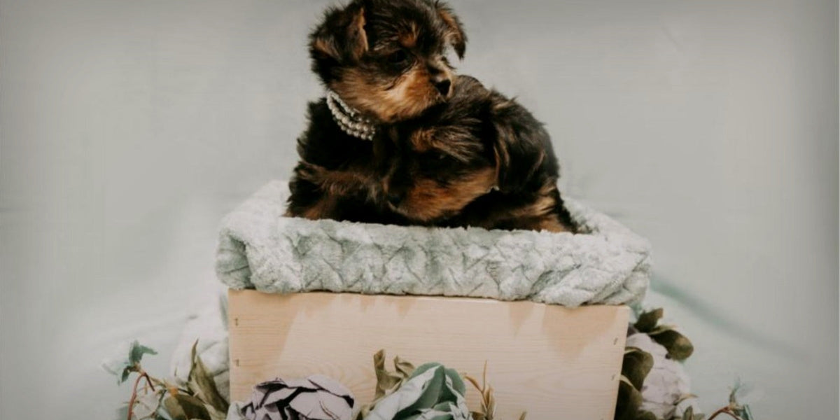 Puppy sitting in a wooden gift box with dried flowers, a gift idea for new dog owners.