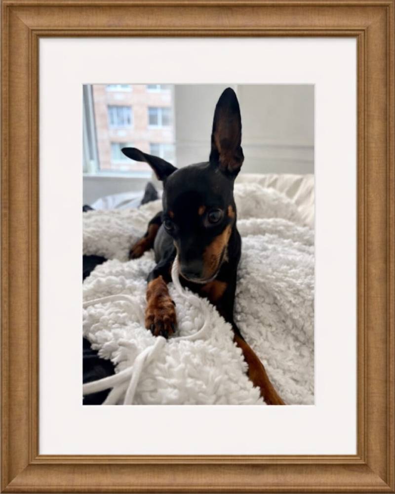 Gallery – Framed Dog Portrait